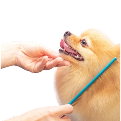 Pet Grooming