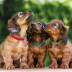 Trixie Set of 6 Puppy Collars for Dogs