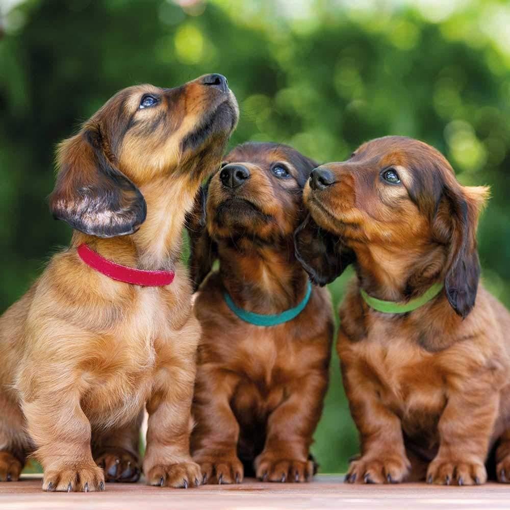 Trixie Set of 6 Puppy Collars for Dogs