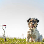 Trixie Tie Out Cable for Dogs