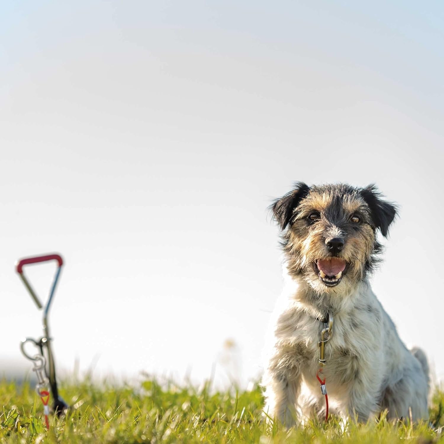 Trixie Tie Out Cable for Dogs
