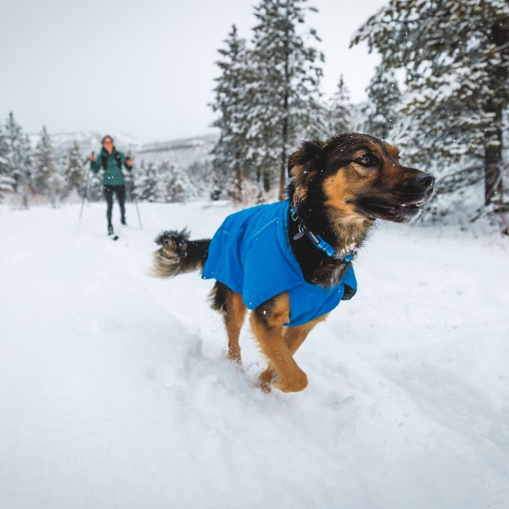 Ruffwear Top Rope Collar for Dogs-Seafoam