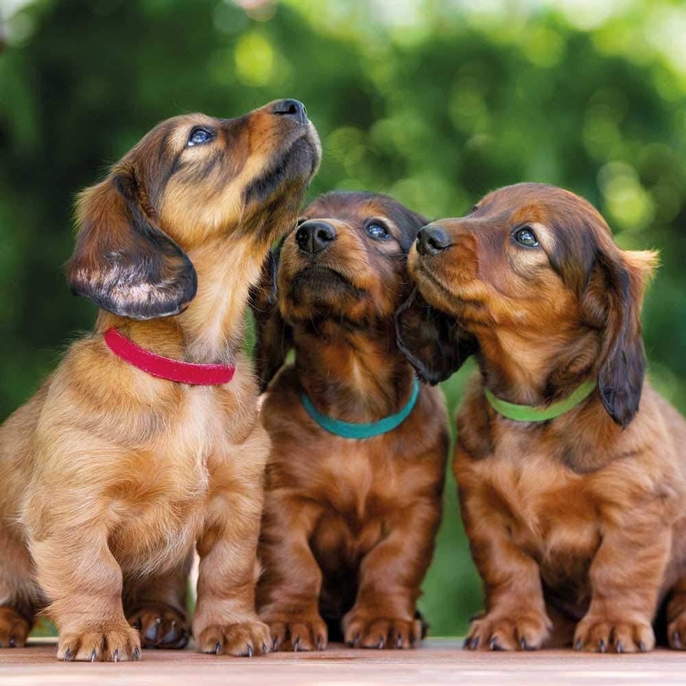 Trixie Set of 6 Collars for Puppy Dogs
