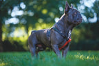 M-Pets Wild Jungle Harness for Dogs