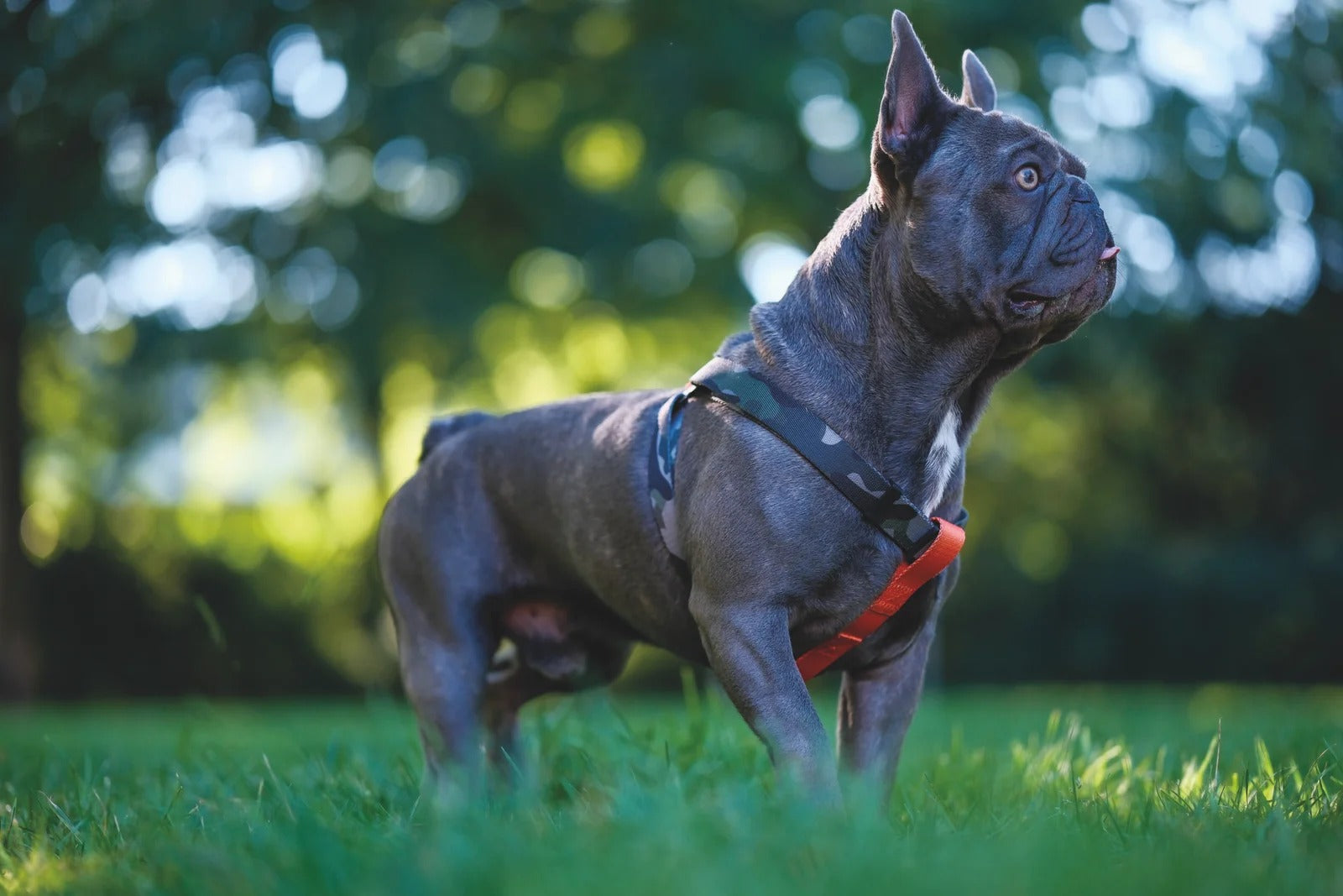 M-Pets Wild Jungle Harness for Dogs