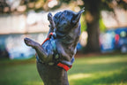 M-Pets Wild Jungle Harness for Dogs