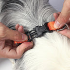 M-Pets Wild Jungle Harness for Dogs