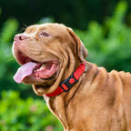 M-Pets Jolly Eco Collar for Dogs-Red