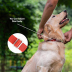 M-Pets Jolly Eco Collar for Dogs-Red
