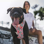 Zee Dog Air Mesh Harness for Dogs-Mahalo