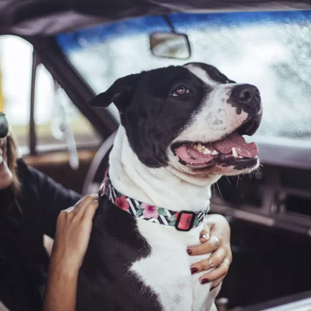 Zee Dog Collar for Dogs- Mahalo