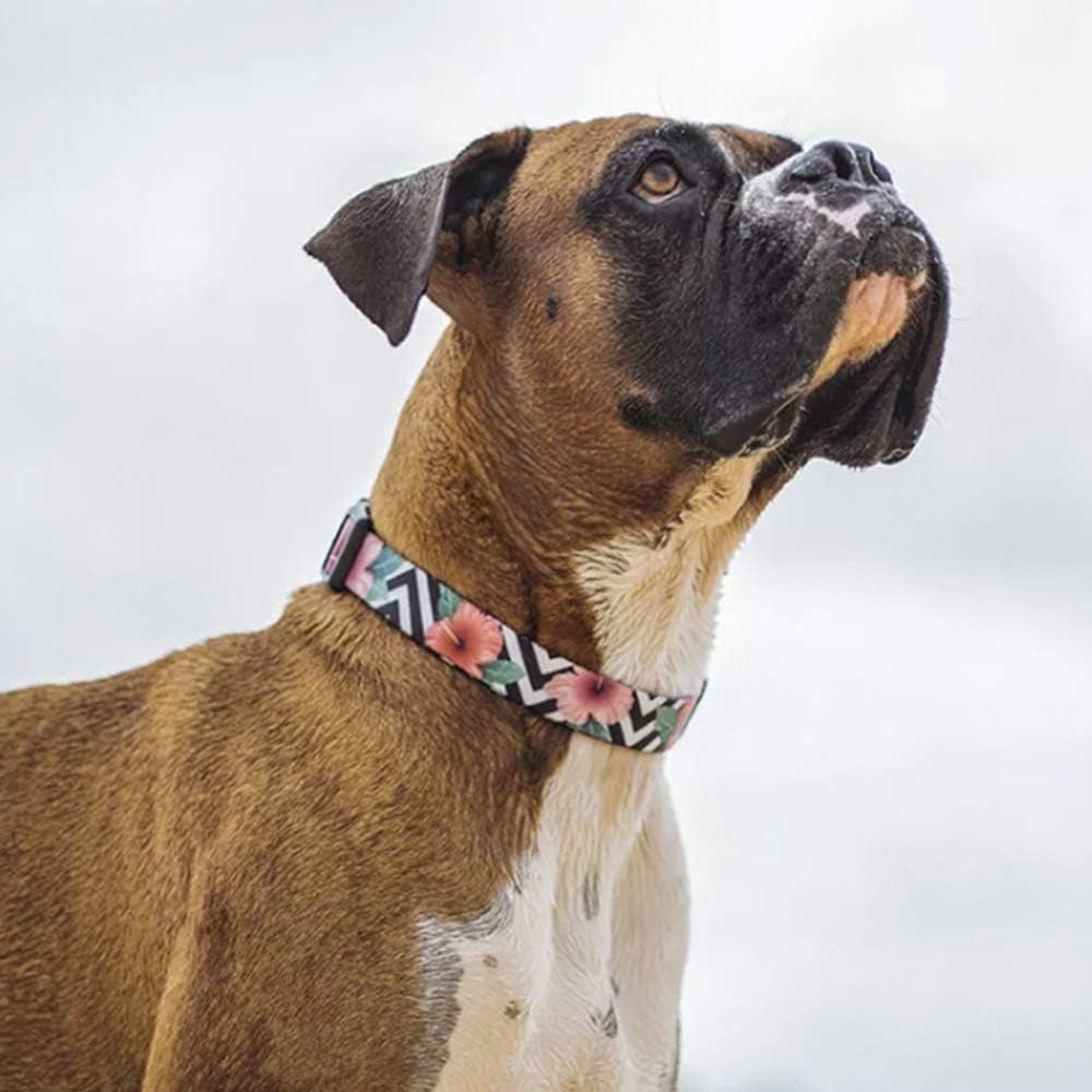 Zee Dog Collar for Dogs- Mahalo