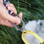 M Pets Wild Safari Collar for Dogs