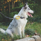 M Pets Wild Safari Collar for Dogs
