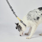 M Pets Wild Safari Collar for Dogs