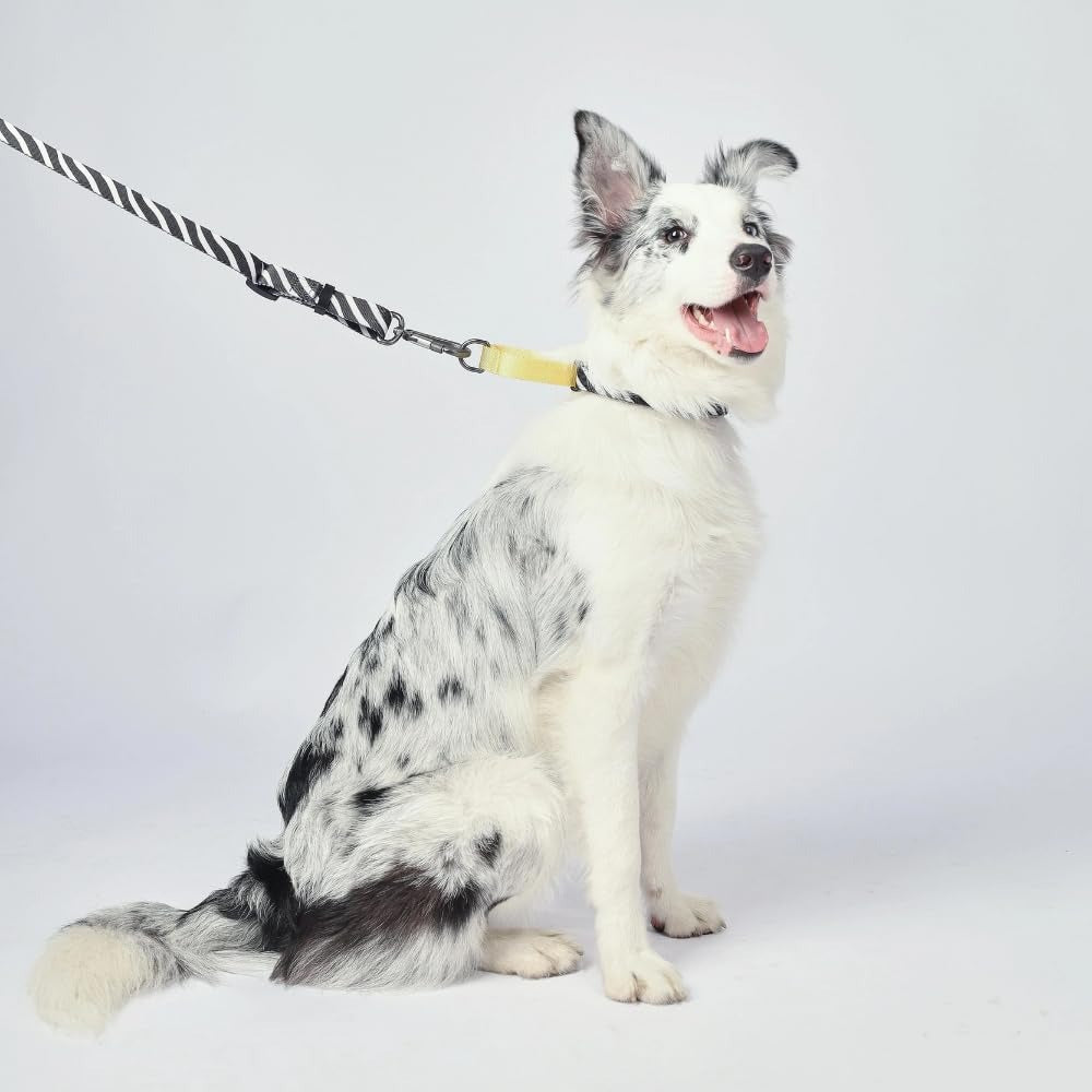 M Pets Wild Safari Collar for Dogs